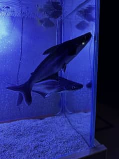 Blue Line Shark| WhatsApp 03244687022