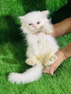 Persian Snow White female kitten triple coated for sale 03035935312