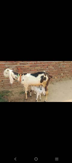 rajanpuri betal class mein munh se char dant 03133190381