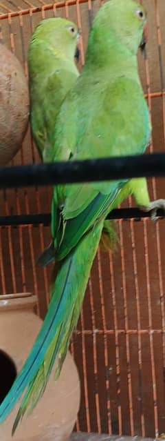 green neck breeter pair