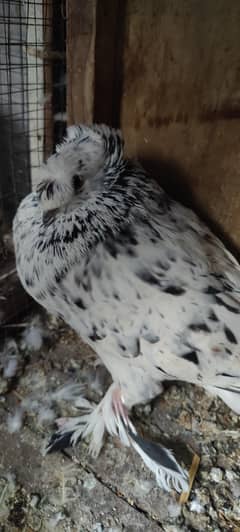 gurman durampeter breeder male
