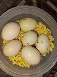 Heera Aseel Quality Eggs