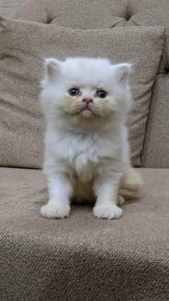 Cats babies