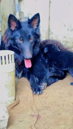 German shepherd long coat top quality  puppies available 03115090318