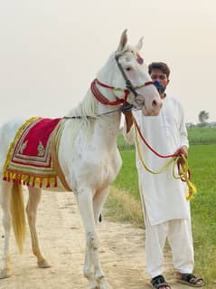 dawak nukri wacheri