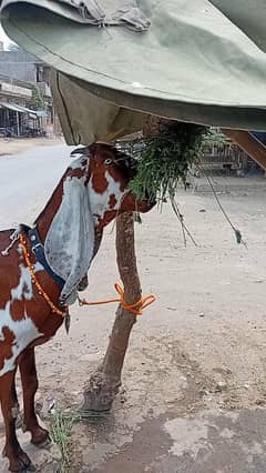 4 dant pure Nagriiii bakriiii 2 month confirm pregnent