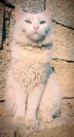 Female pershion cat for sale