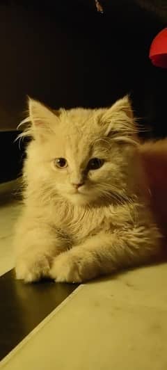 semi punch face 6 month kitten for sale