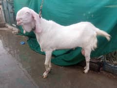 Argent sale Breeder bakra rajanpuri