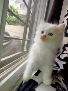 Persian