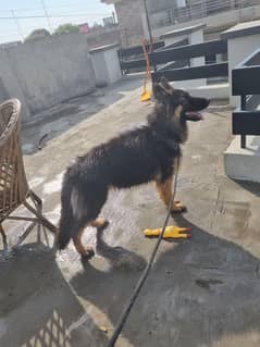 German