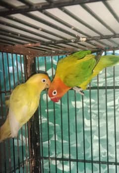 love birds