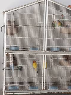 love birds total 10