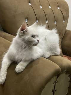 Persian cat