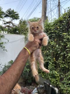 GINGER KITTEN FOR SALE  | contact on Whatsapp