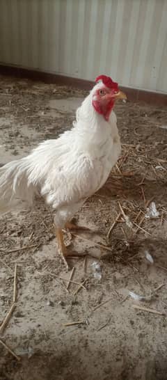 Heera Male / Beeeder
