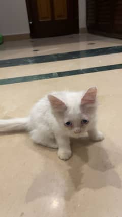 Persian cat for sale