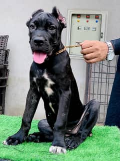 cane Corso
