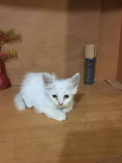 Persian