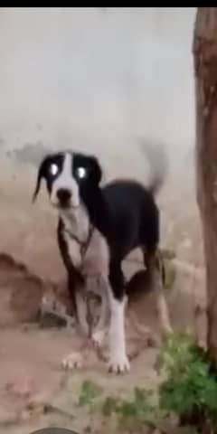 bully.
