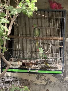 Breeder Pair