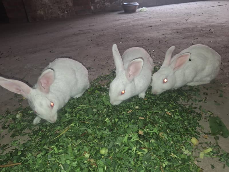 red eyes trio 2