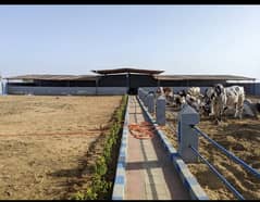 Cattle