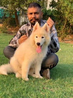 Alaskan malamute puppy