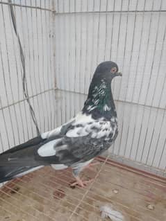 male
