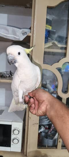 cockatoo medium sulphur
