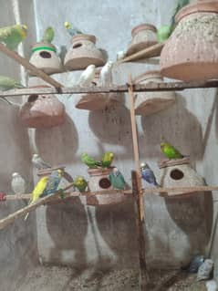 parrot
