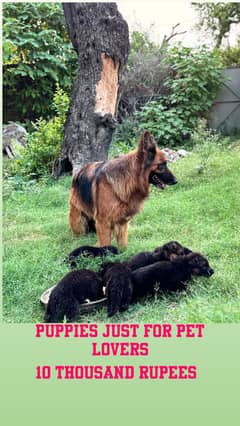 Puppies