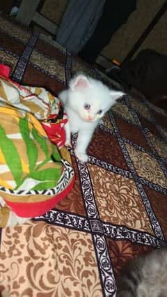 persian kittens
