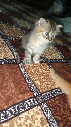 persian kittens
