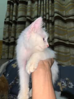 Perisan kittens WHITE / BROWN