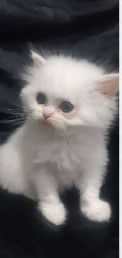 Punch Face And Picky Face Kittens