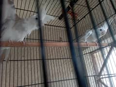 Pied Breeder Pair Cocktail with 2 chicks