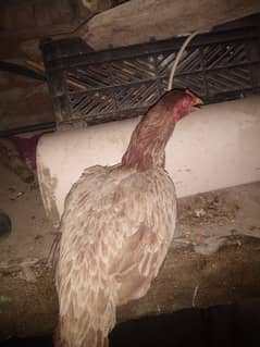 Brown color