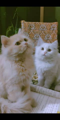 Cat pair for sale