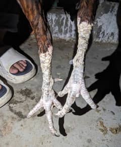 Long Height Murga  fully breader for sale price 4000