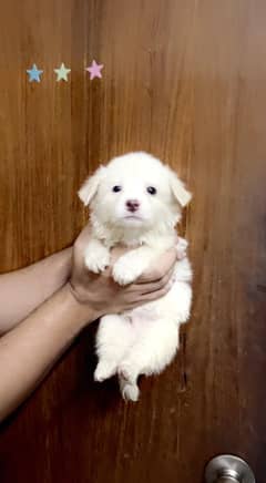 Poodle Puppies 1 Month Old | Pure White Triple Coated