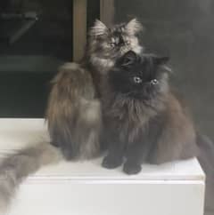 Adult Persian Peke/Peki/Piki Females Cats