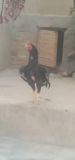Assel Murga for selling