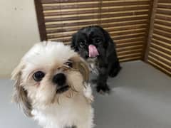 Adult Shih Tzu Males and Female for Sale