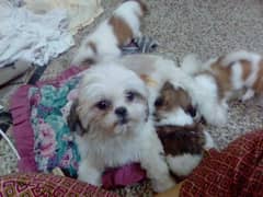 Shihtzu
