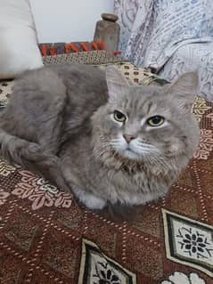 purcian Male cat