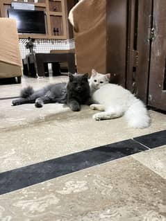Persian triple coated