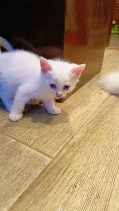 1 pair Persian kittens