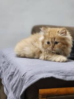 Persian Kittens both Male and Female