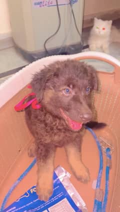 Female puppy double coated  8 weeks age vaccinated very active